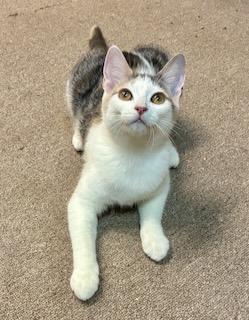 Aria, Adoptable, Kitten Female Dilute Calico.