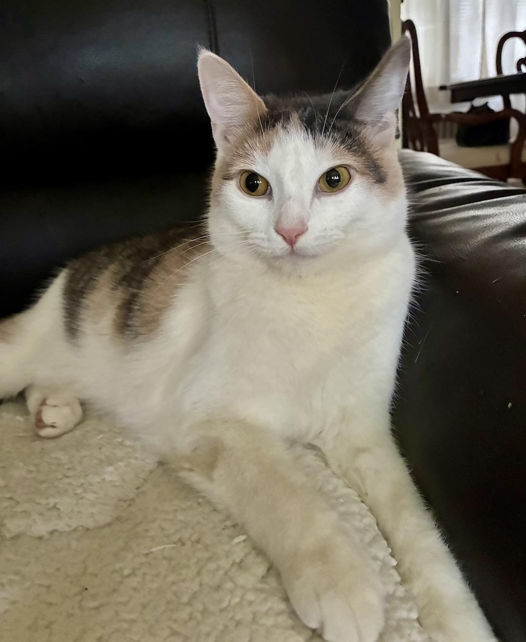 Aria, a Adoptable Dilute Calico in River Edge, NJ image 2/6