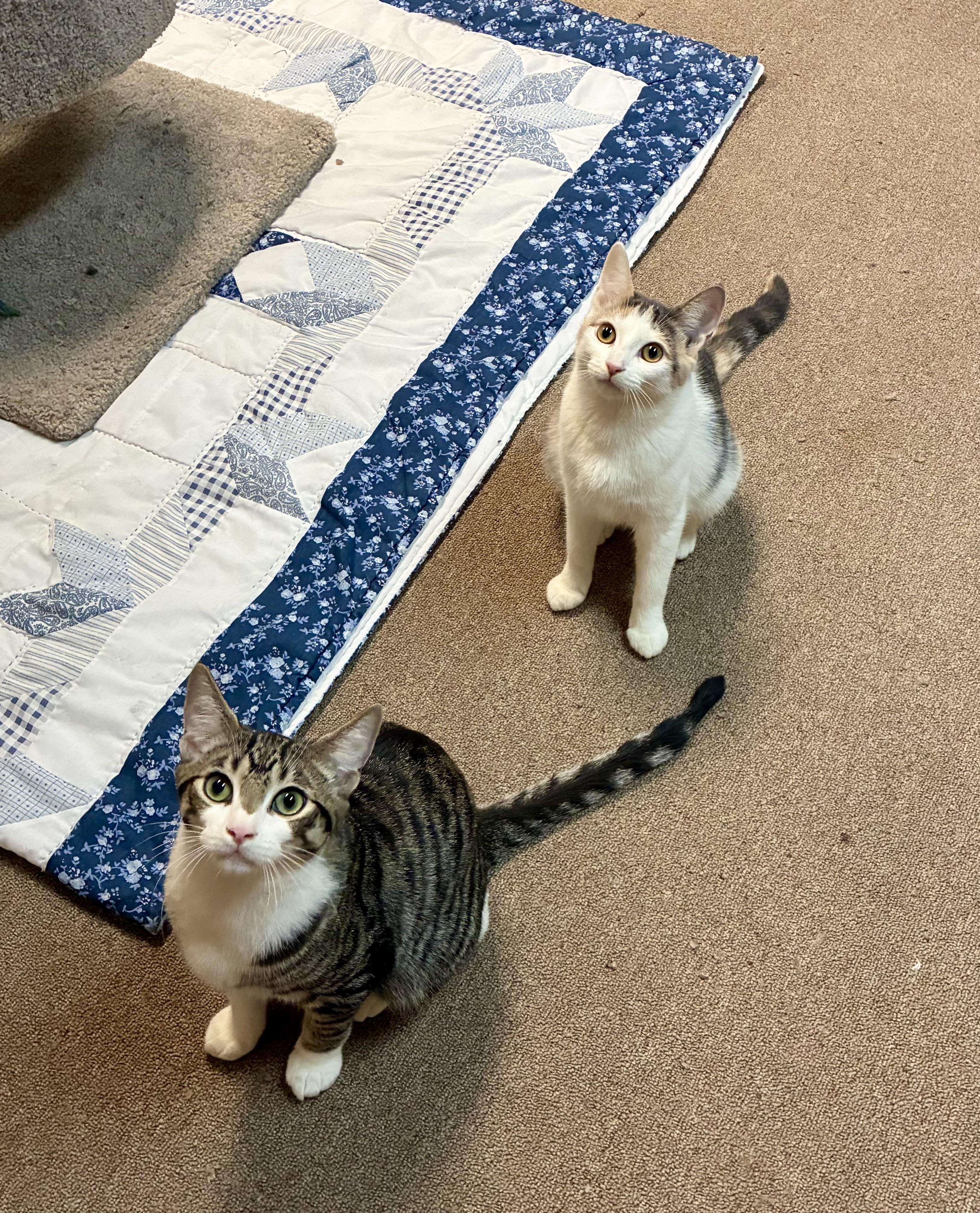 Enlarge Aria, a Adoptable Dilute Calico in River Edge, NJ image 2/6