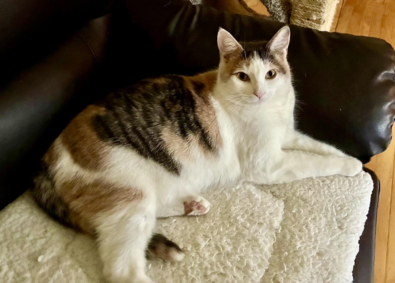 Aria, a Adoptable Dilute Calico in River Edge, NJ image 1/6