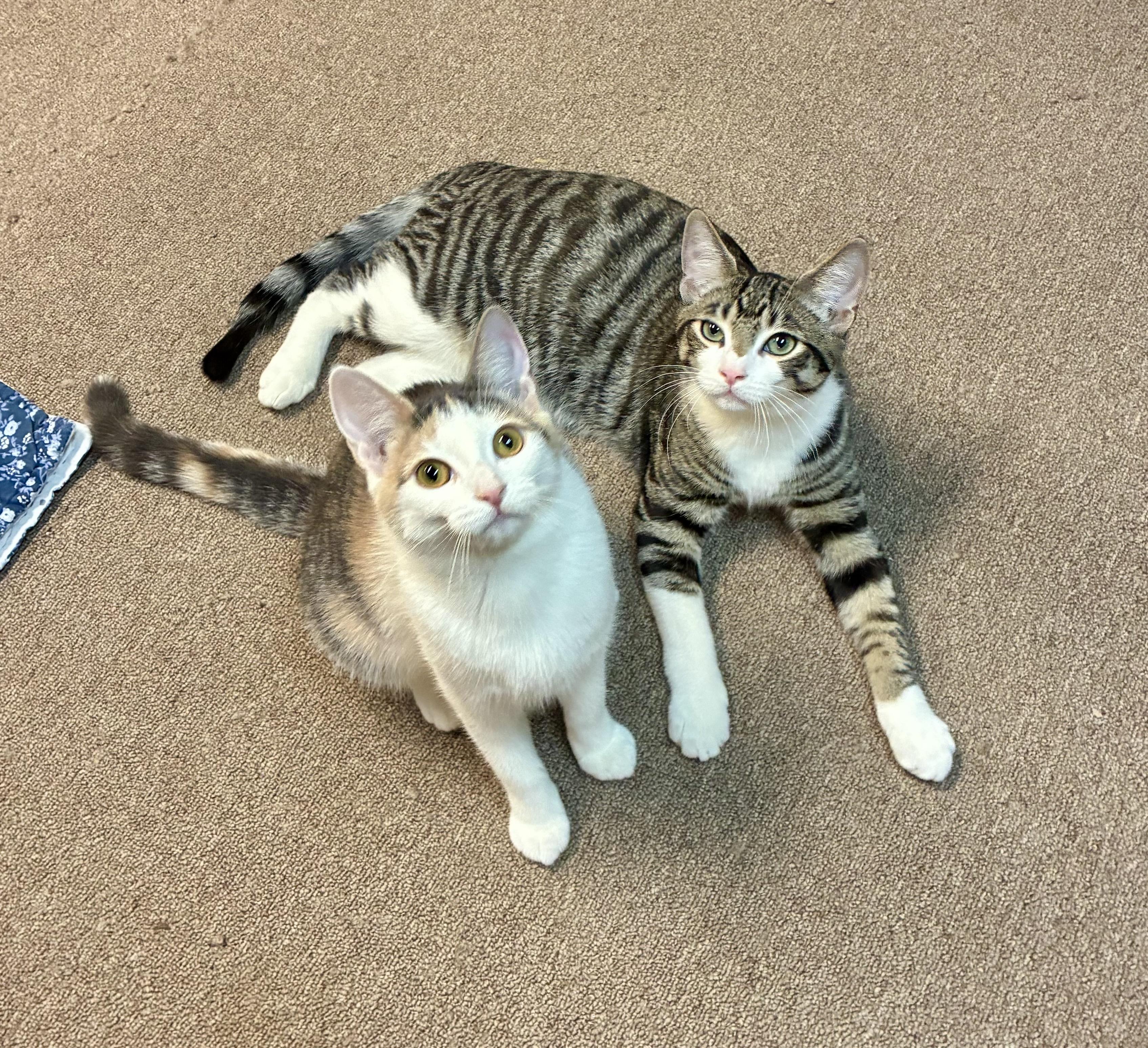 Enlarge Aria, a Adoptable Dilute Calico in River Edge, NJ image 3/6