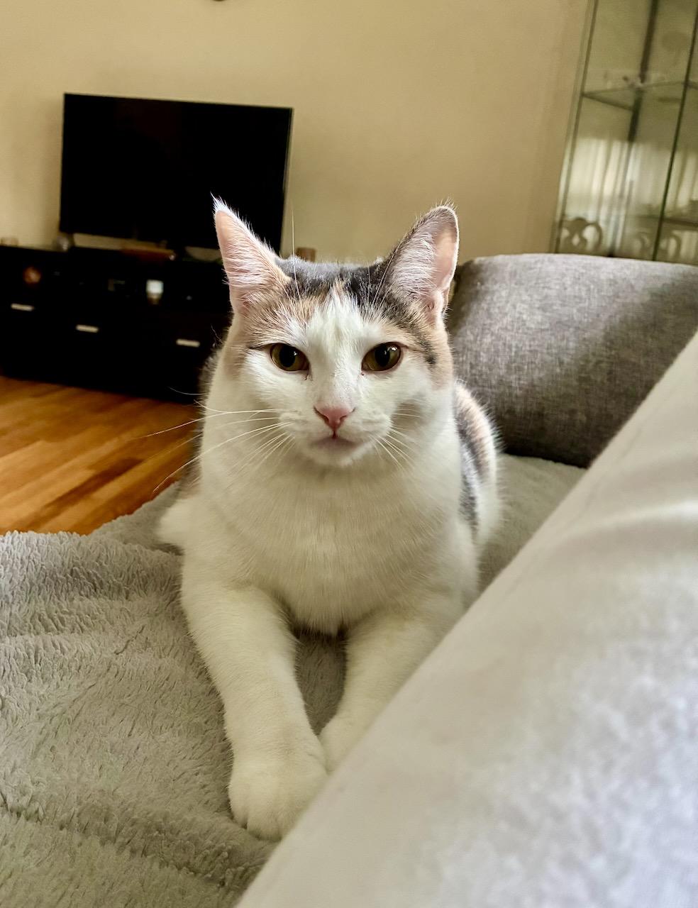 Aria, a Adoptable Dilute Calico in River Edge, NJ image 3/6