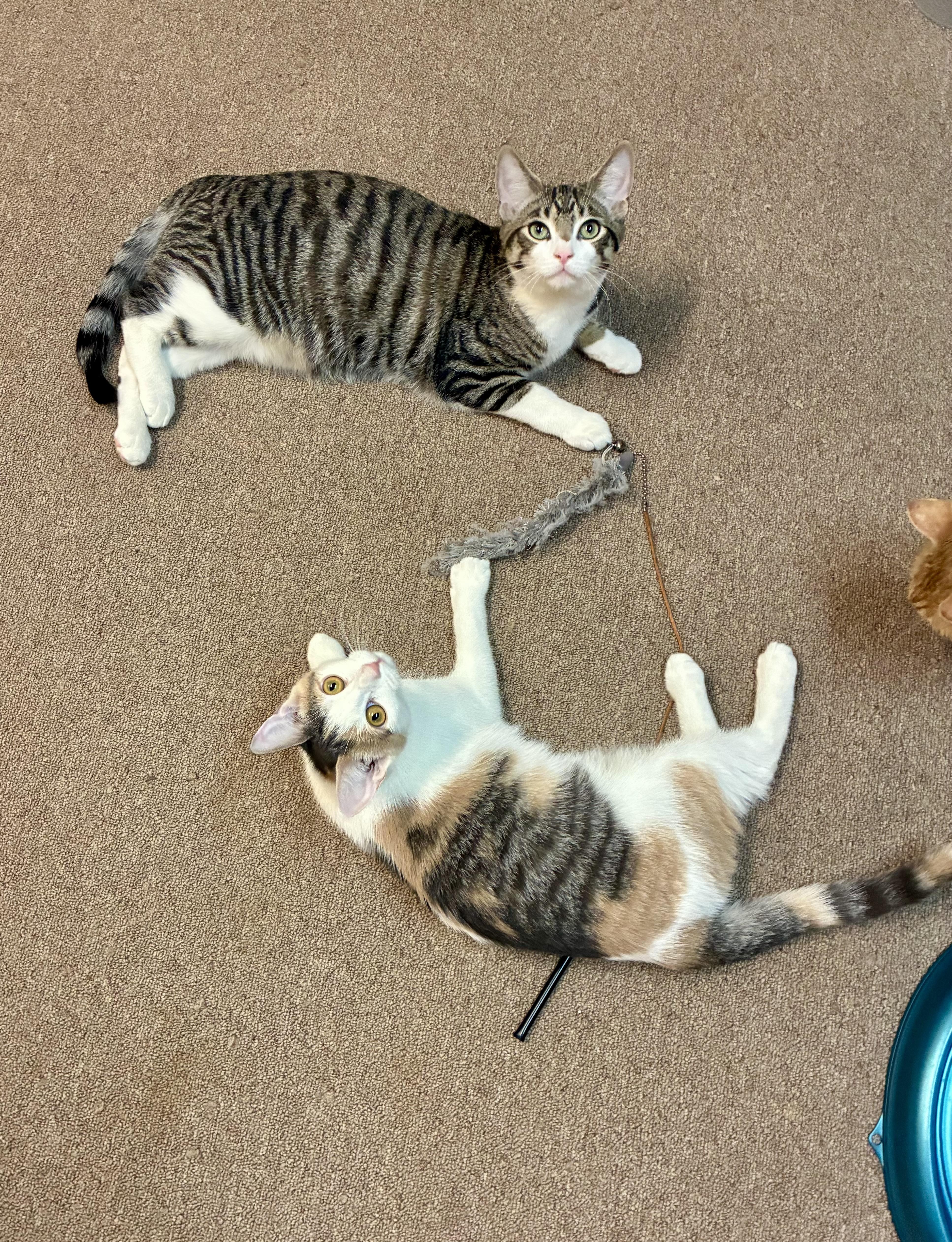 Enlarge Aria, a Adoptable Dilute Calico in River Edge, NJ image 4/6