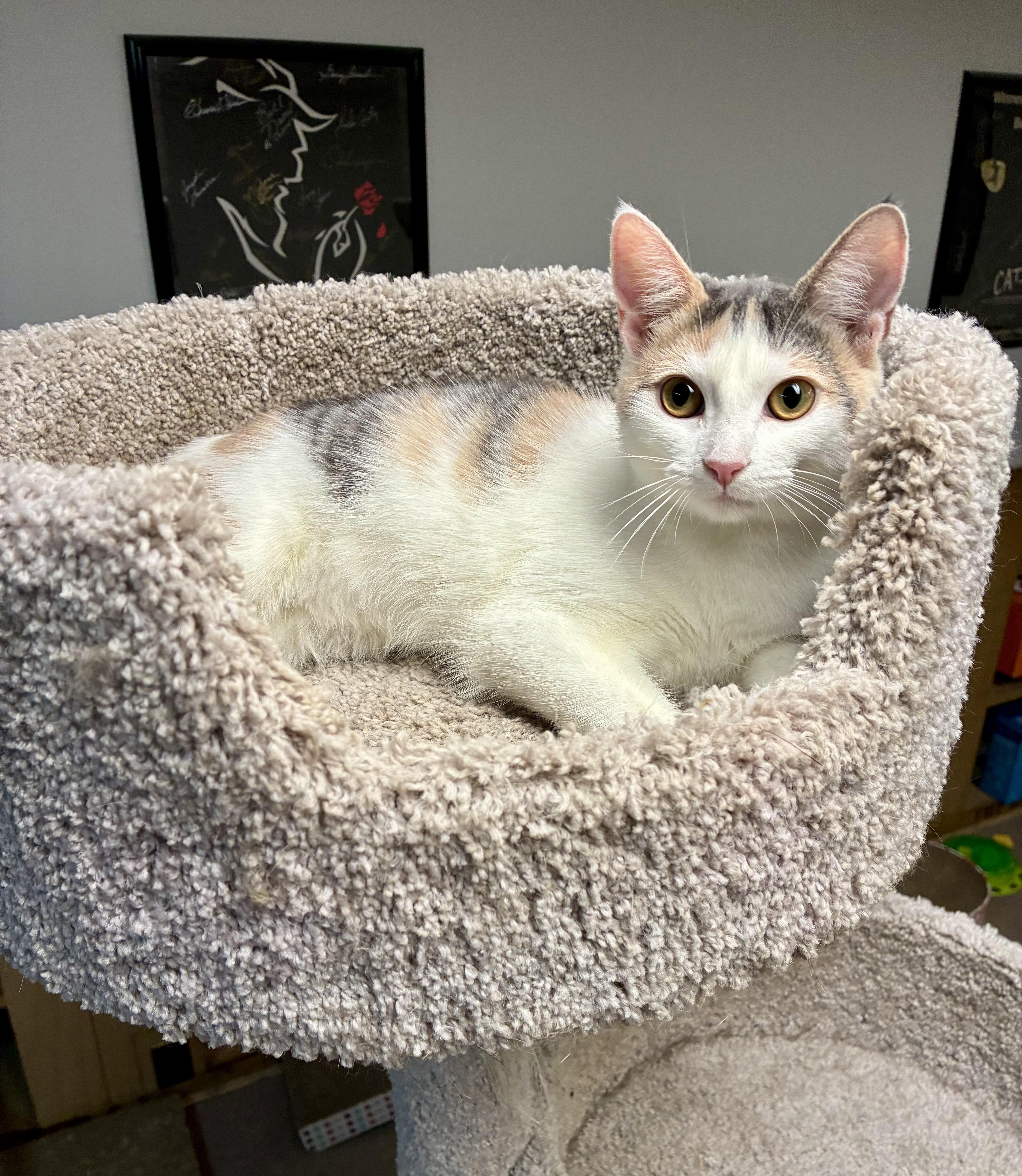 Enlarge Aria, a Adoptable Dilute Calico in River Edge, NJ image 5/6