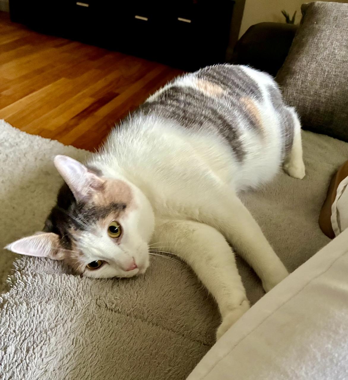 Aria, a Adoptable Dilute Calico in River Edge, NJ image 6/6