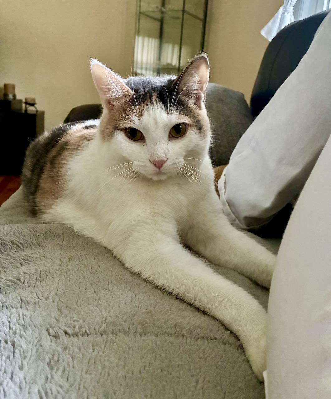 Aria, a Adoptable Dilute Calico in River Edge, NJ image 4/6