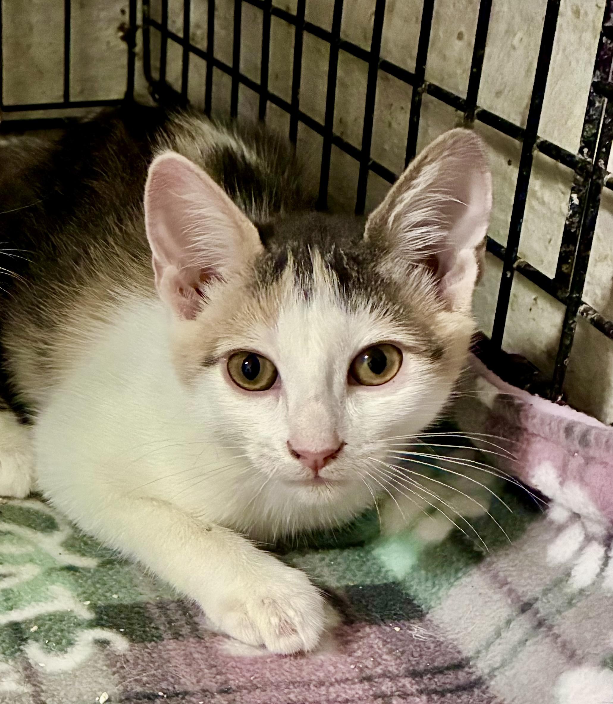 Aria, Adoptable, Kitten Female Dilute Calico.