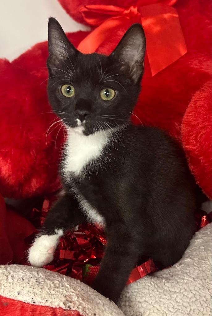 Enlarge 9/30/25 - Kristine Lilly, a Adoptable mixed breed in Stillwater, OK image 1/1