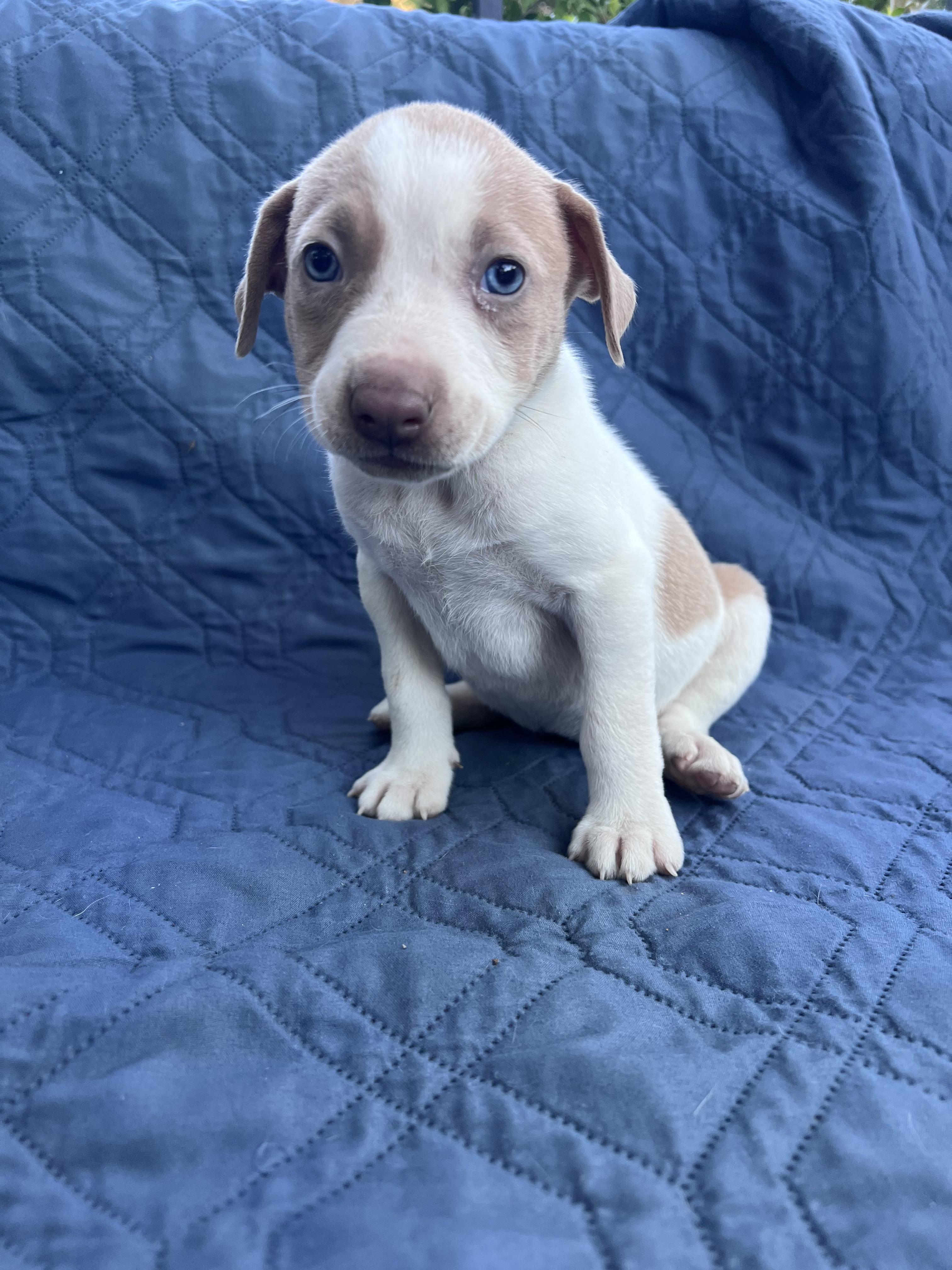 Ruth (Vintage Litter), a Adoptable mixed breed in Redwood City, CA image 5/6