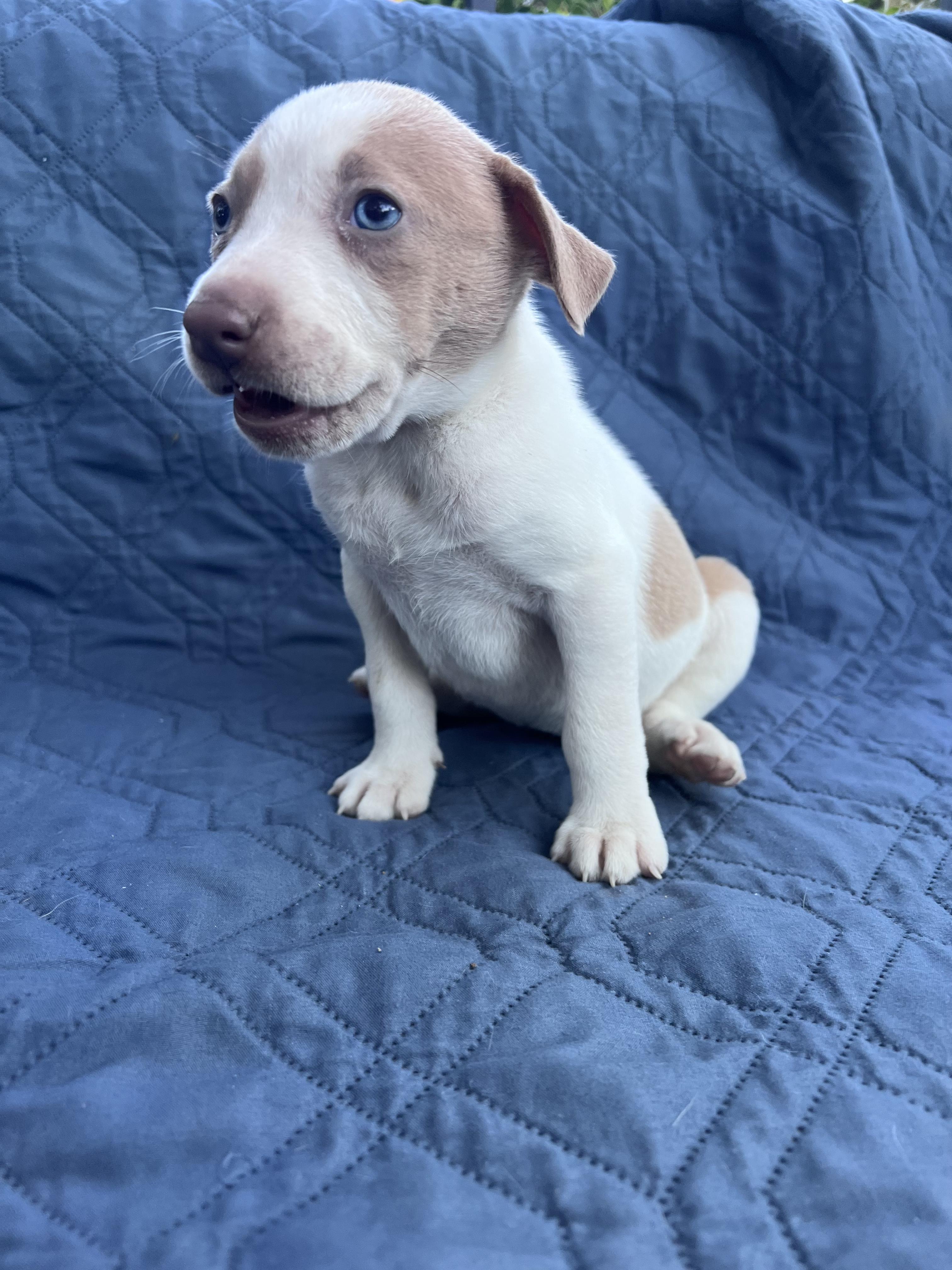 Ruth (Vintage Litter), a Adoptable mixed breed in Redwood City, CA image 4/6