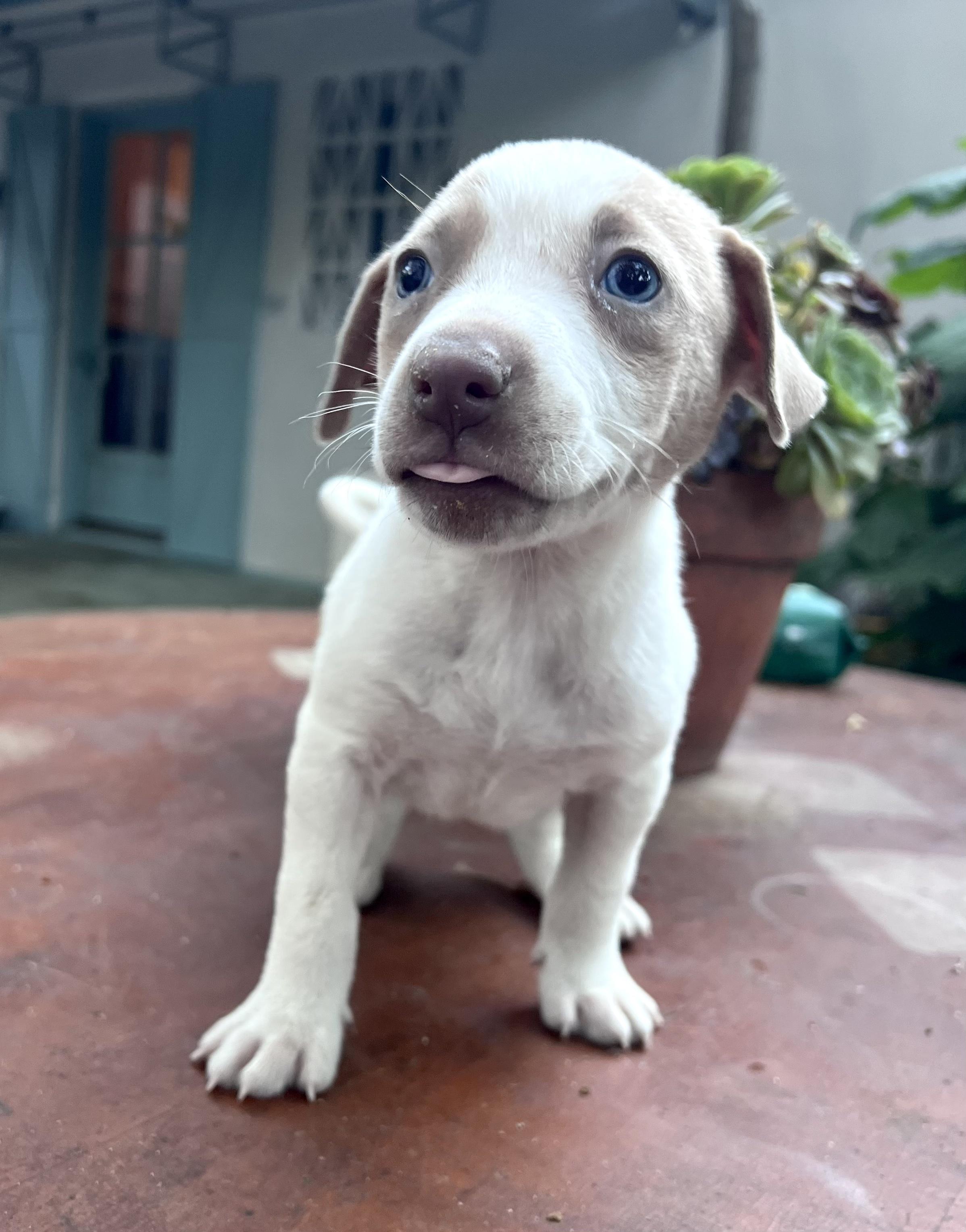 Ruth (Vintage Litter), a Adoptable mixed breed in Redwood City, CA image 2/6