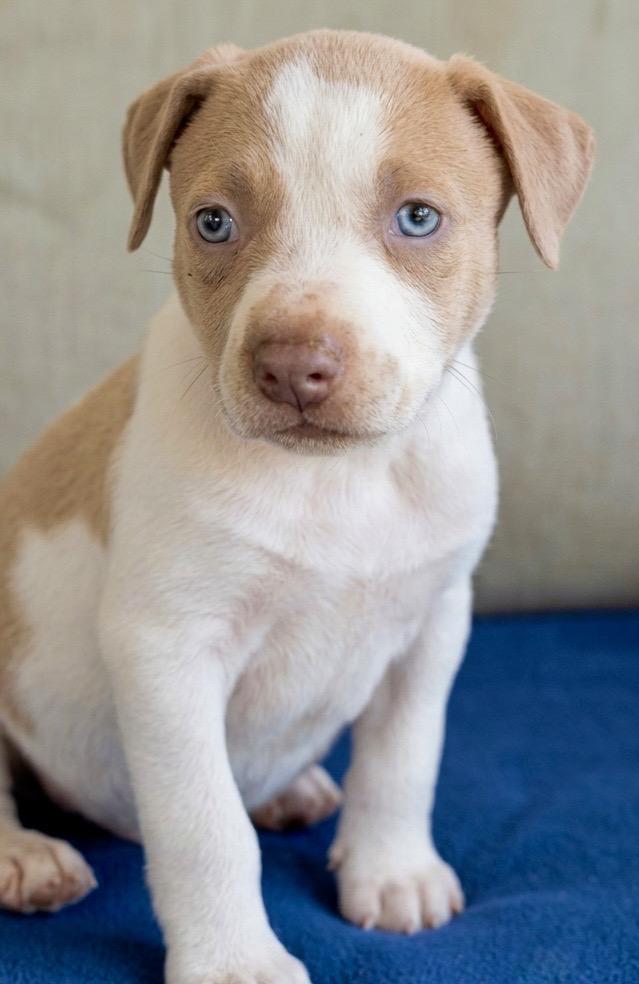 Ruth (Vintage Litter), an adopted mixed breed in Redwood City, CA image 1/6