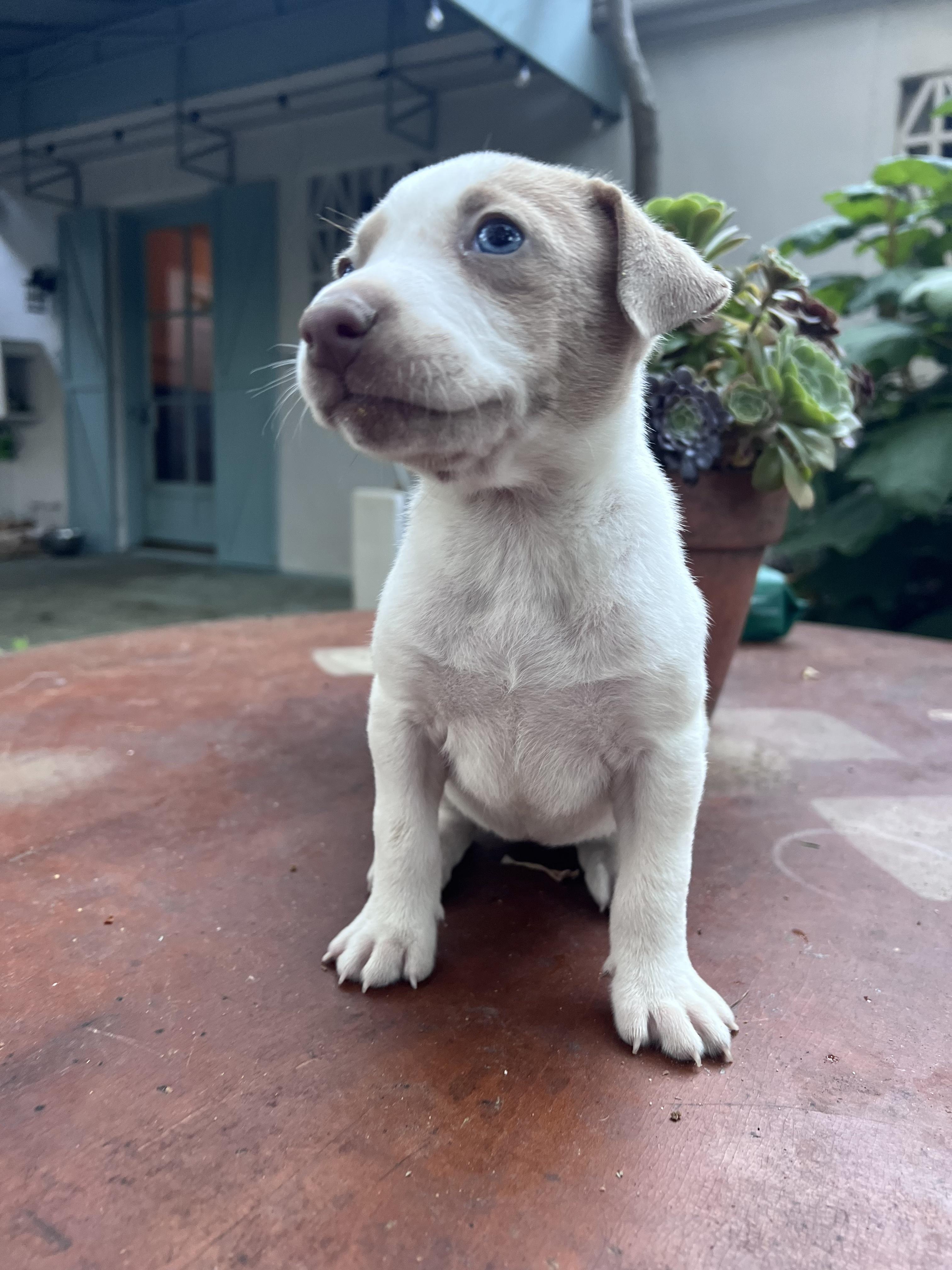 Ruth (Vintage Litter), a Adoptable mixed breed in Redwood City, CA image 1/6