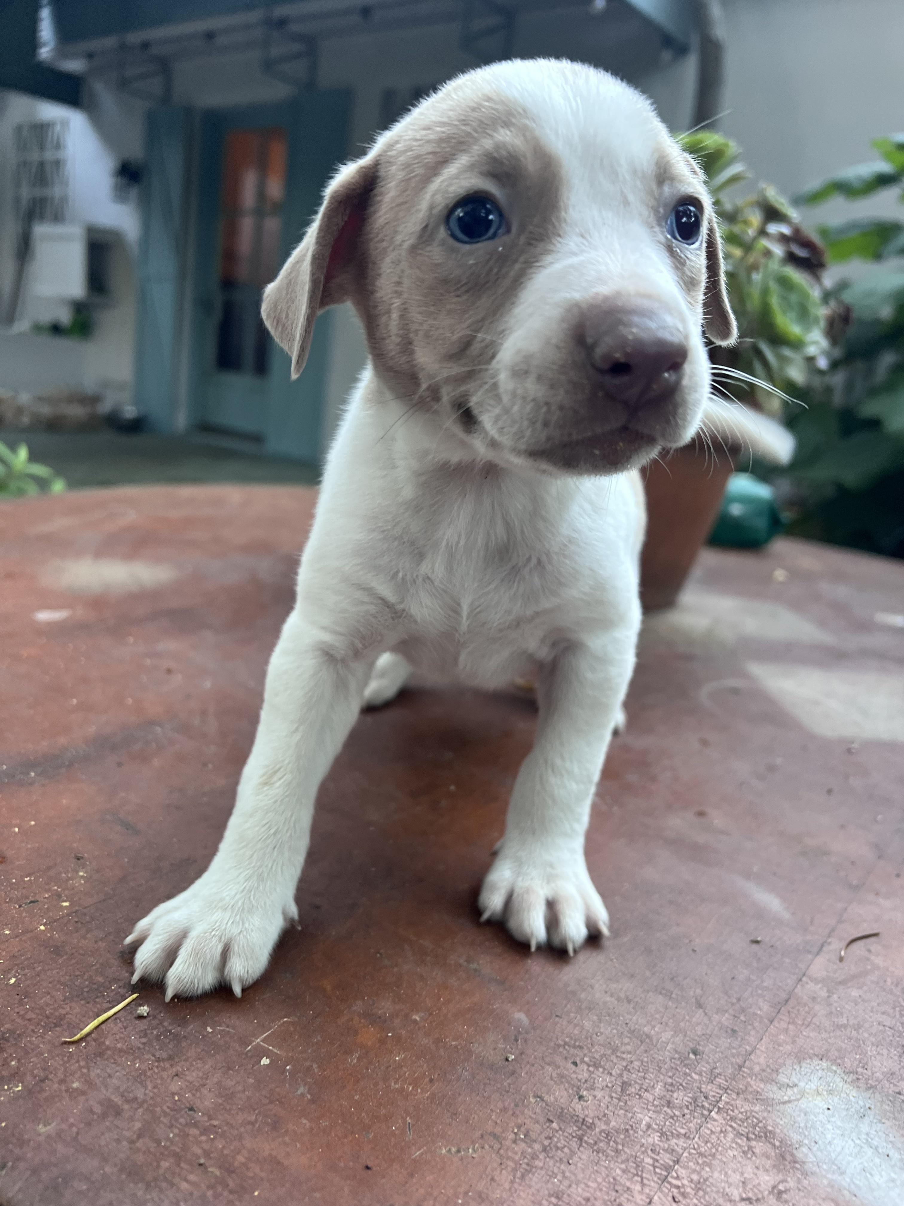 Ruth (Vintage Litter), a Adoptable mixed breed in Redwood City, CA image 3/6