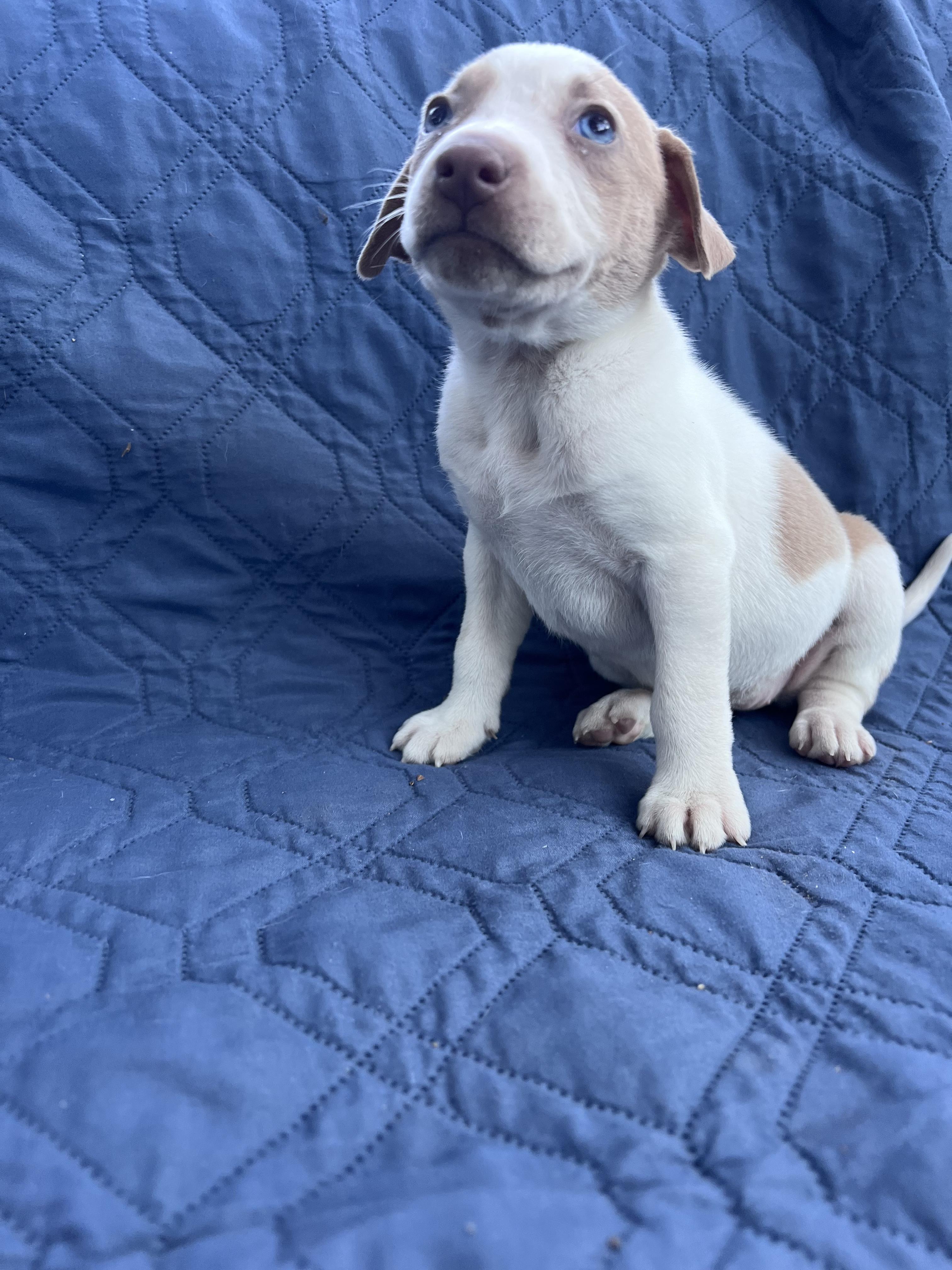 Ruth (Vintage Litter), a Adoptable mixed breed in Redwood City, CA image 6/6