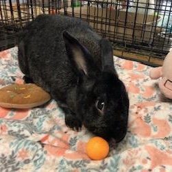 Ximena, a Adoptable Bunny Rabbit in Oakland, CA image 3/5