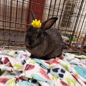 Ximena, a Adoptable Bunny Rabbit in Oakland, CA image 2/5