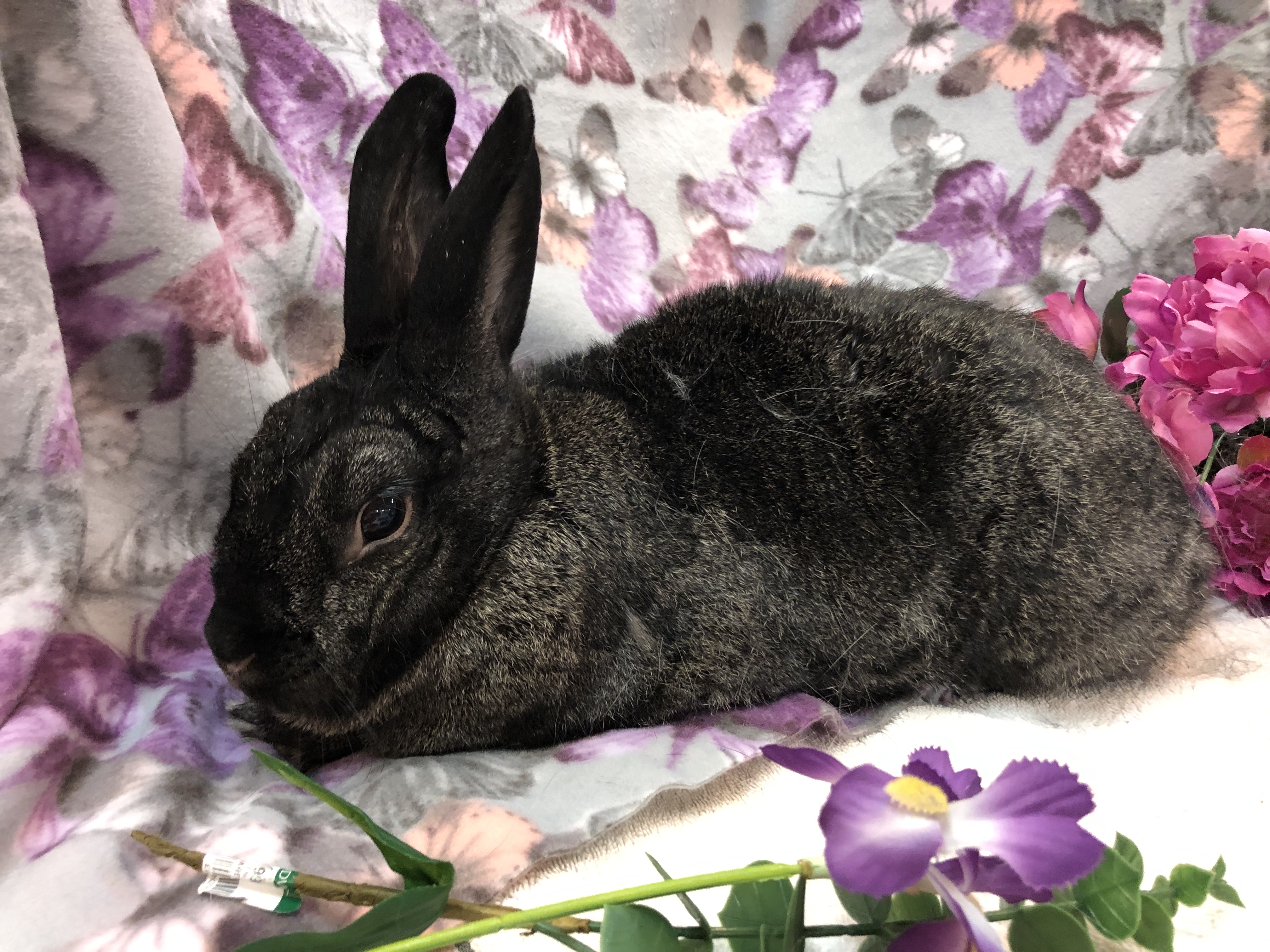 Ximena, a Adoptable Bunny Rabbit in Oakland, CA image 4/5