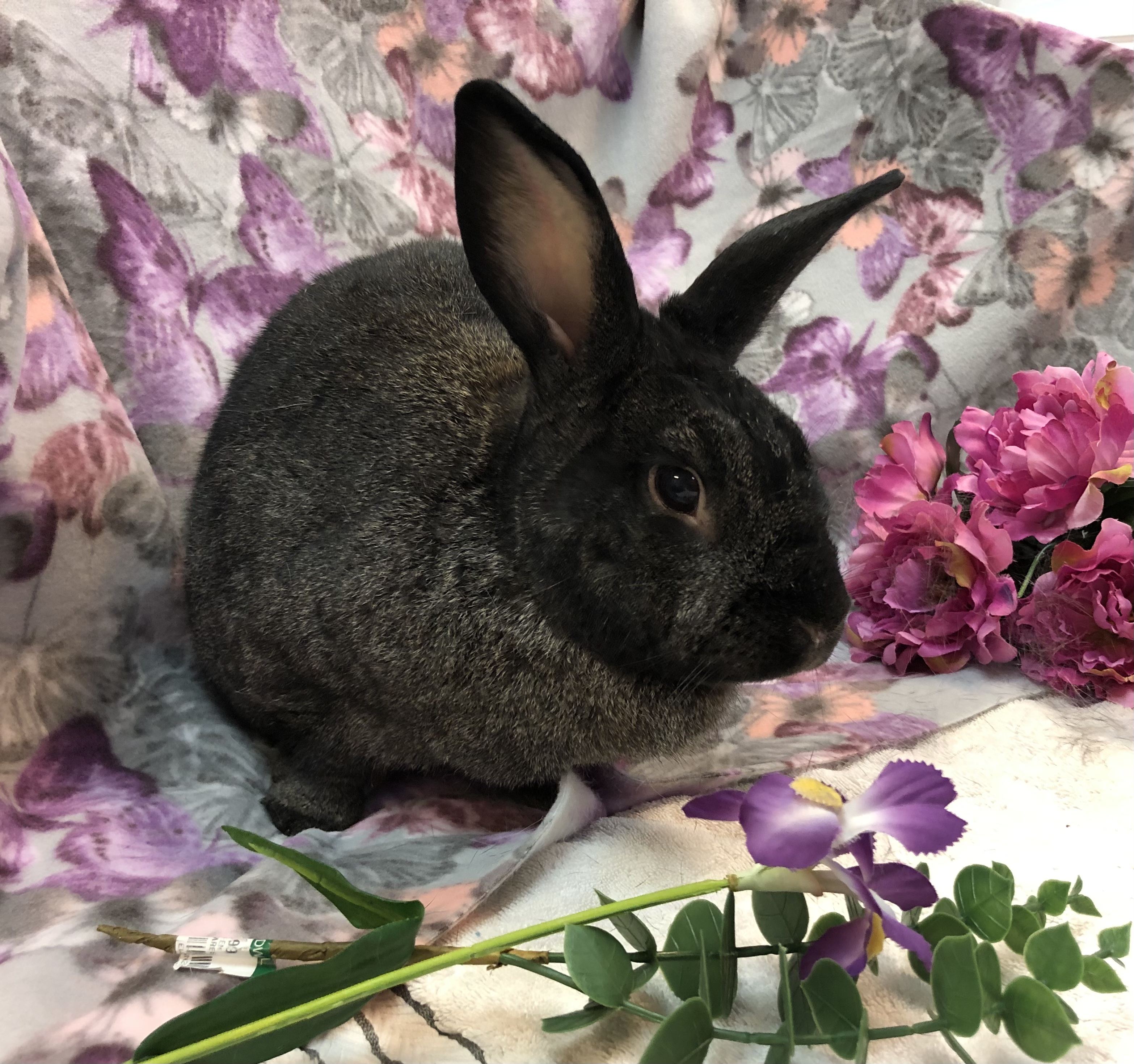 Ximena, Adoptable, Adult Female Bunny Rabbit.
