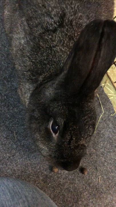 Enlarge Ximena, a Adoptable Bunny Rabbit in Oakland, CA video 5/5