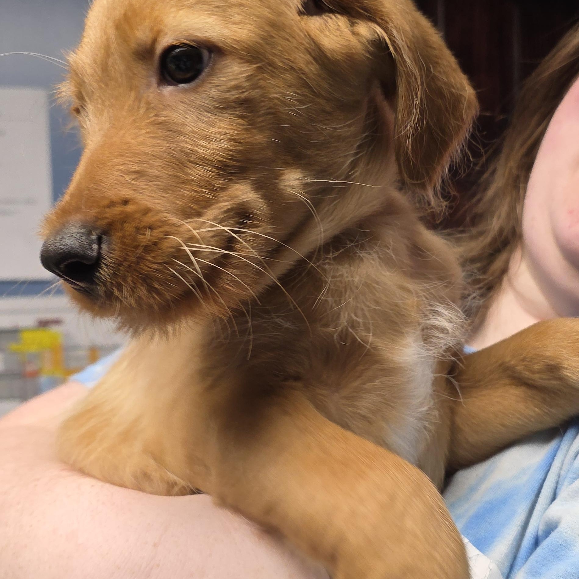 Django, an adopted mixed breed in Wheelersburg, OH image 3/3