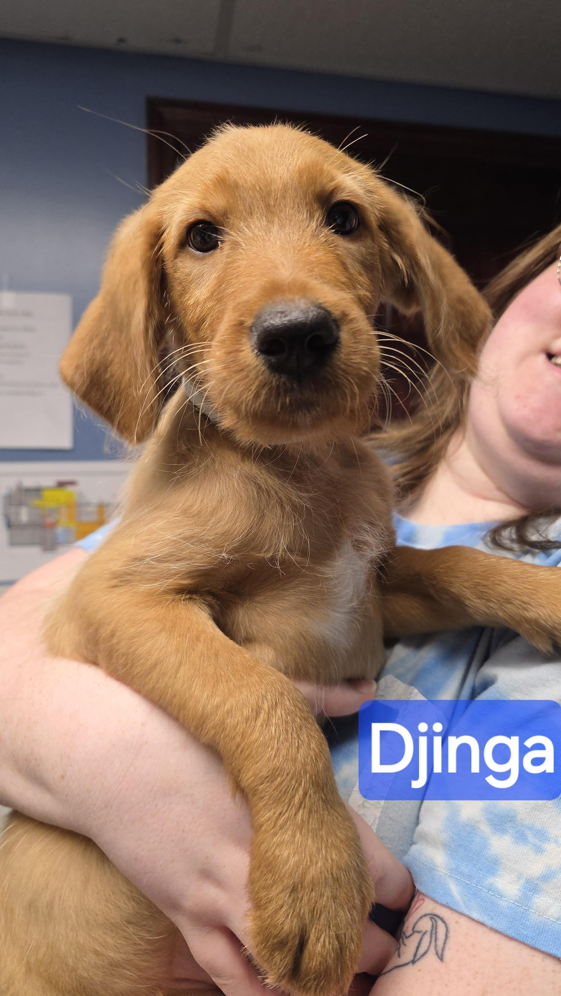 Django, an adopted mixed breed in Wheelersburg, OH image 1/3