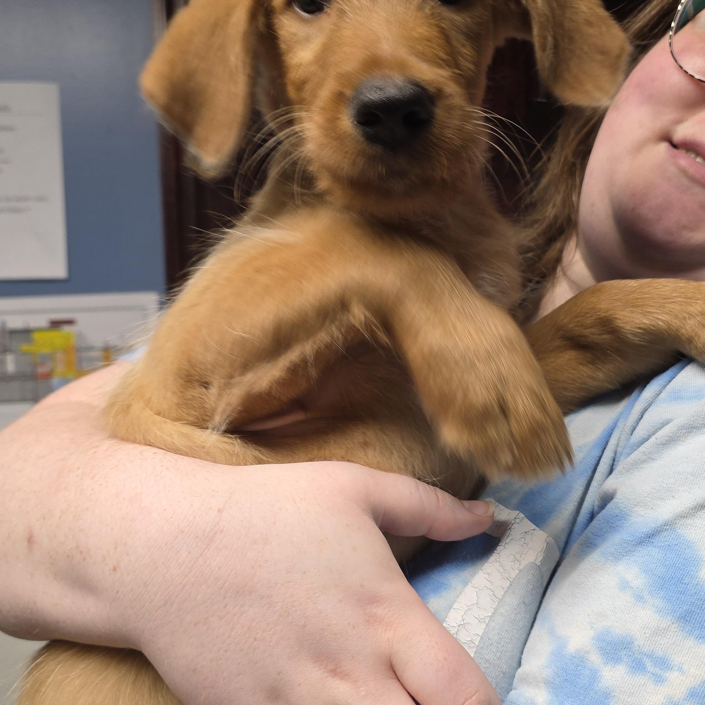 Django, an adopted mixed breed in Wheelersburg, OH image 2/3