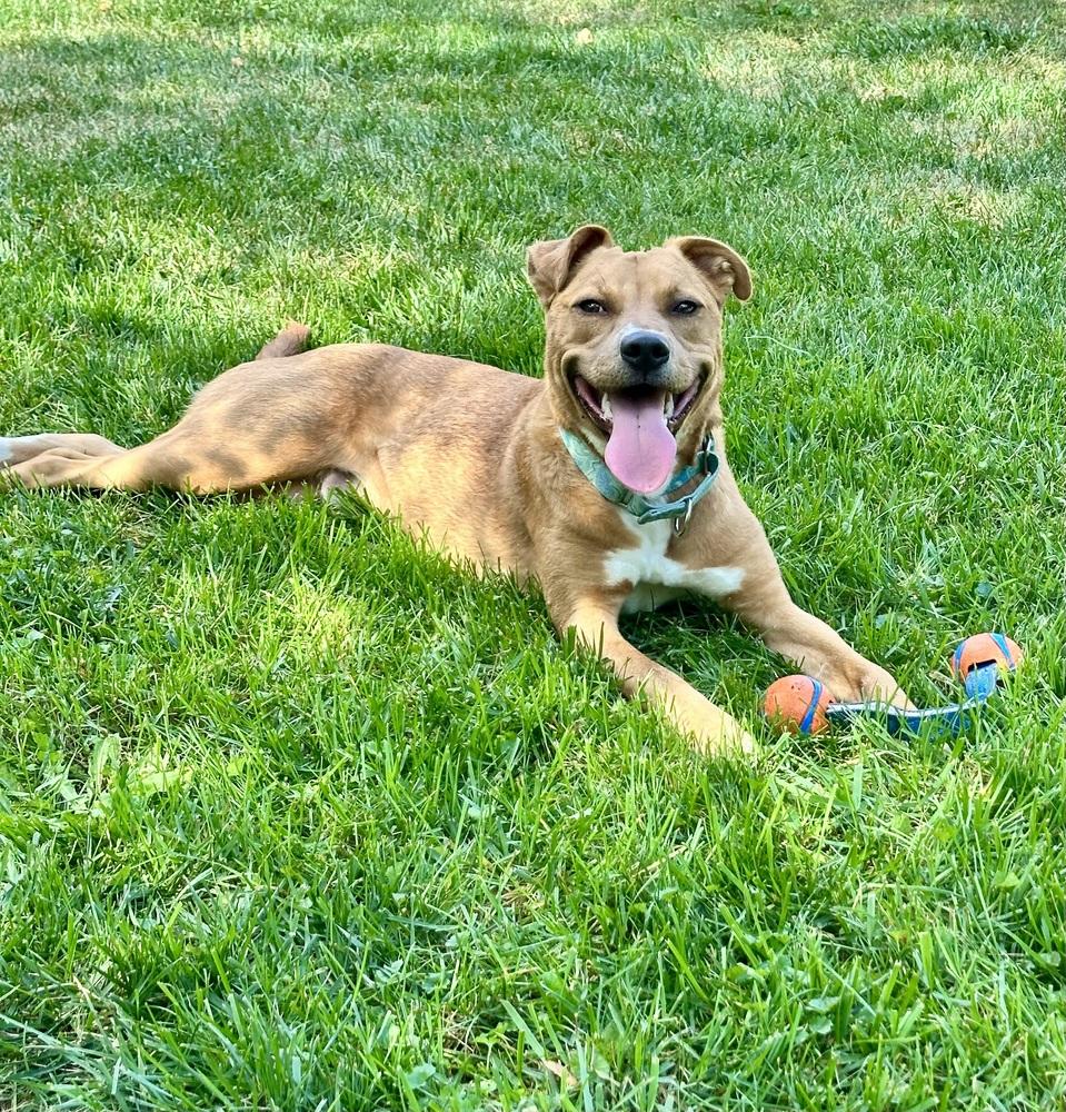 Dak, Adoptable, Puppy Male Terrier.