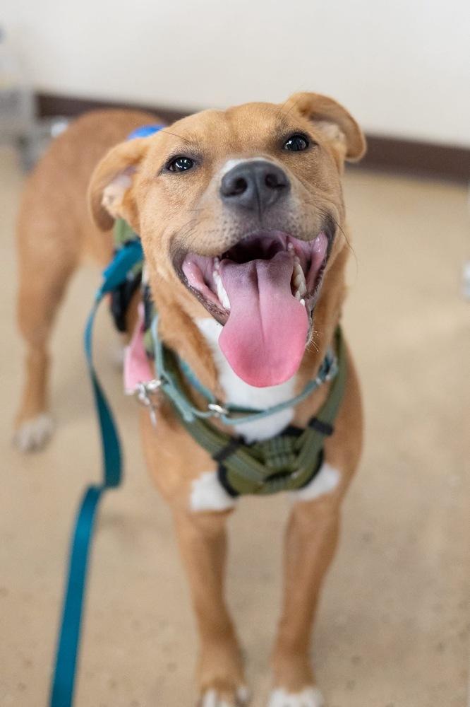 Enlarge Dak, a Adoptable mixed breed in Mundelein, IL image 2/6