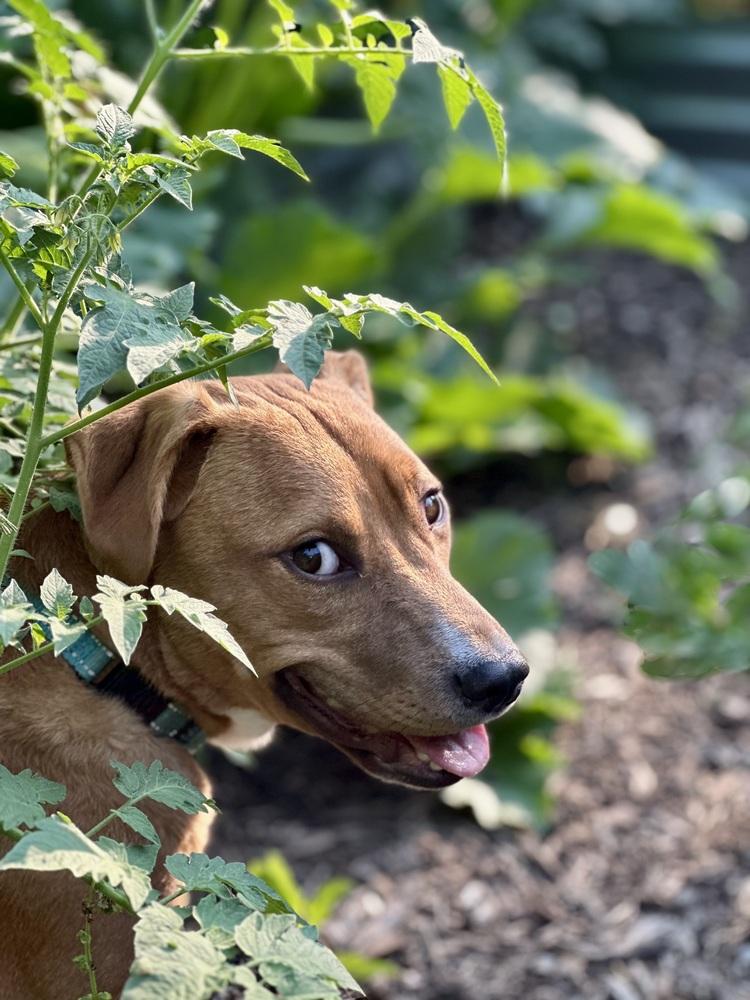 Enlarge Dak, a Adoptable mixed breed in Mundelein, IL image 3/6