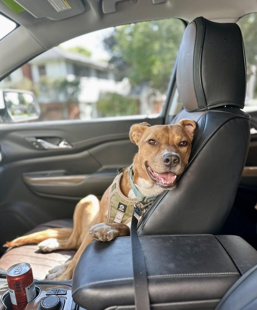 Enlarge Dak, a Adoptable mixed breed in Mundelein, IL image 4/6