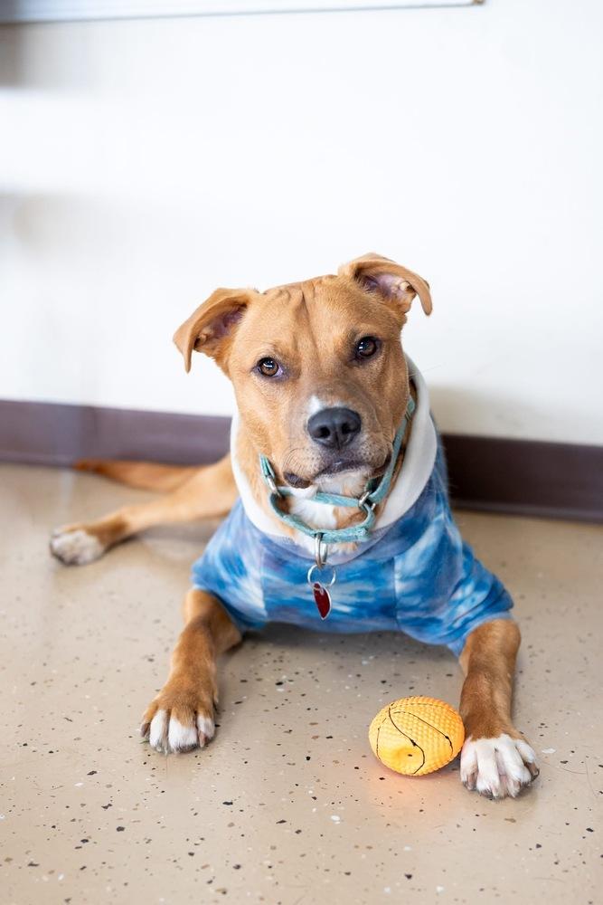 Enlarge Dak, a Adoptable mixed breed in Mundelein, IL image 5/6