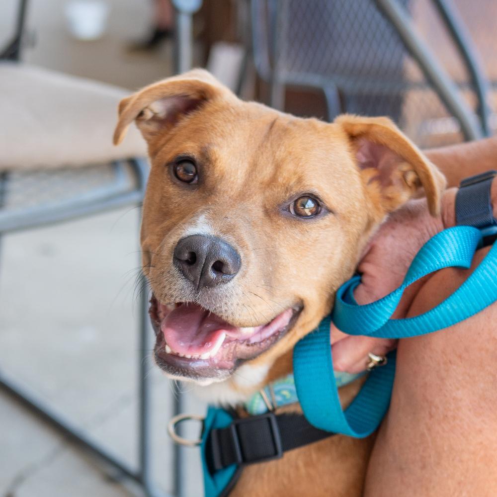 Enlarge Dak, a Adoptable mixed breed in Mundelein, IL image 6/6