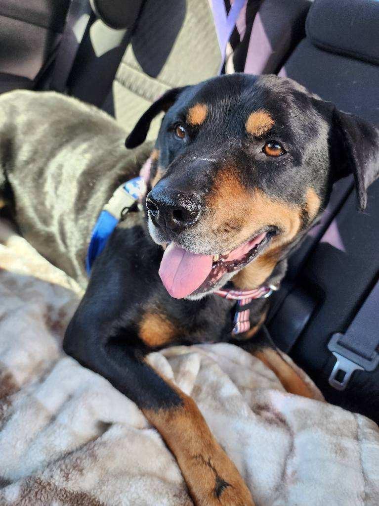 Graham, Adoptable, Senior Male Rottweiler.