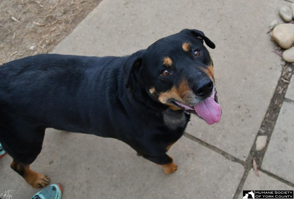 Graham, Adoptable, Senior Male Rottweiler.