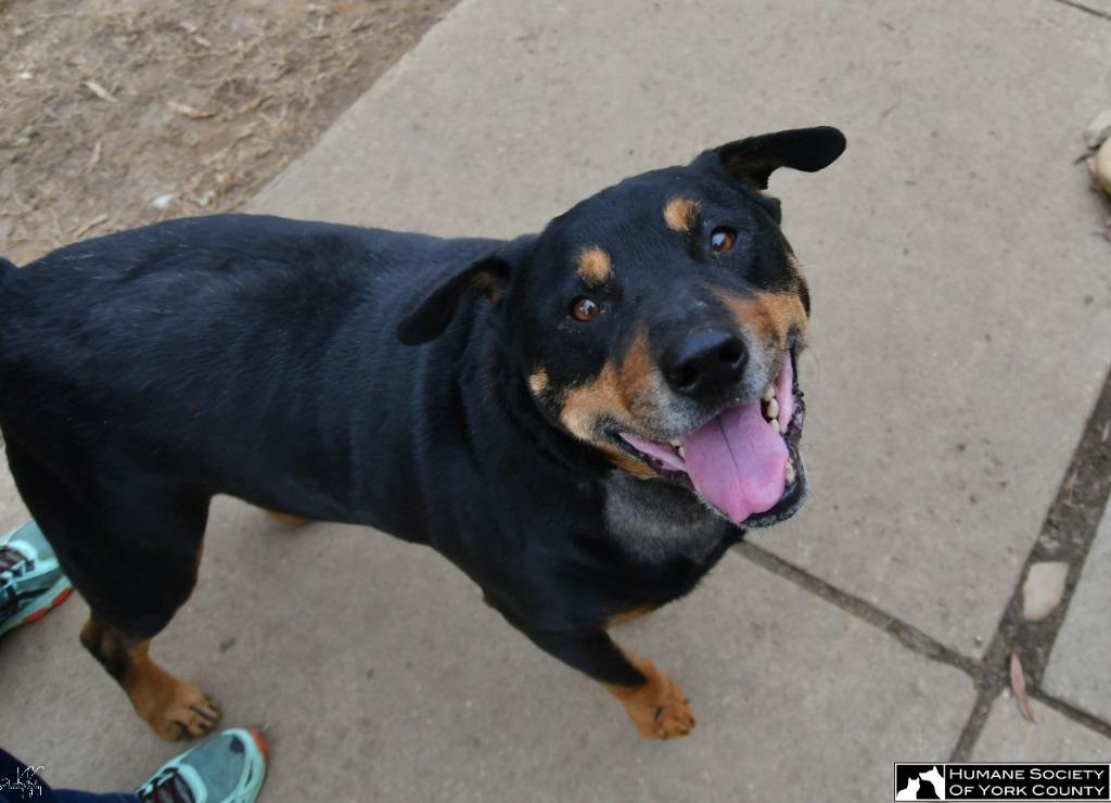 Graham, a Adoptable mixed breed in Fort Mill, SC image 3/6