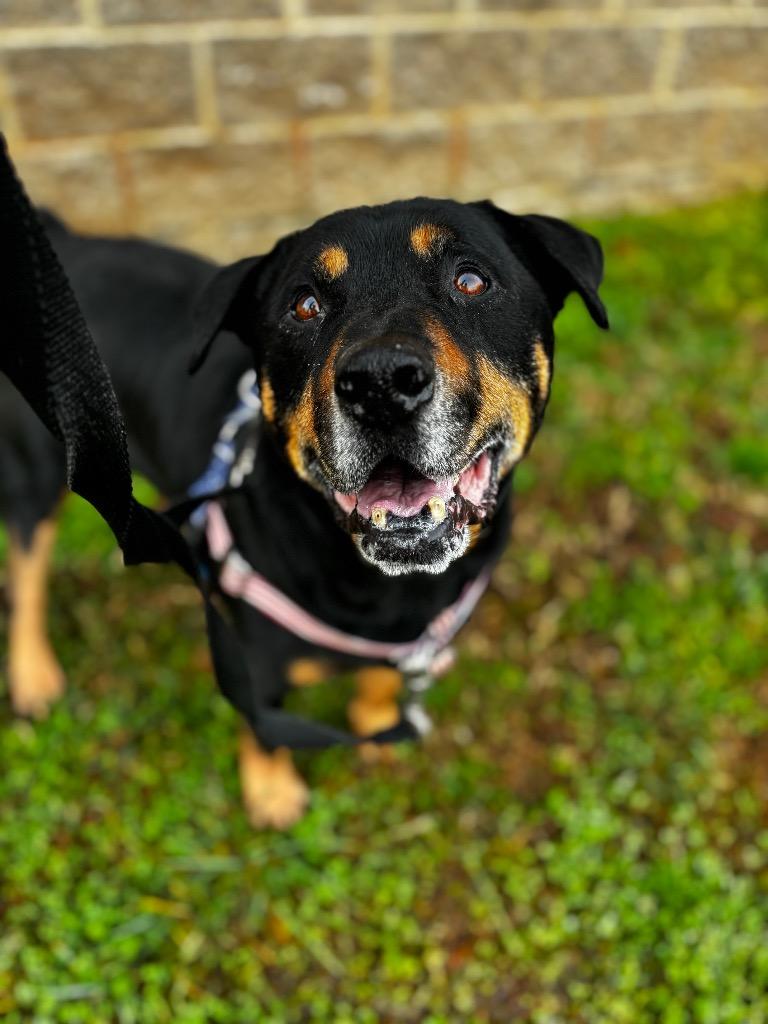 Graham, a Adoptable mixed breed in Fort Mill, SC image 4/6