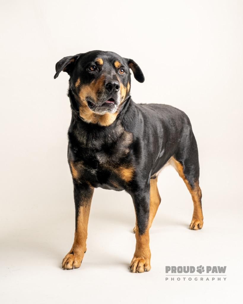 Enlarge Graham, a Adoptable mixed breed in Fort Mill, SC image 4/6