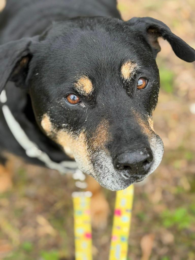Graham, a Adoptable mixed breed in Fort Mill, SC image 5/6