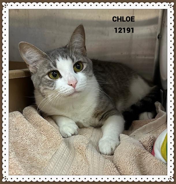 CHLOE