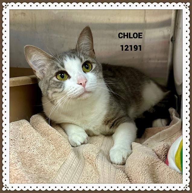 CHLOE