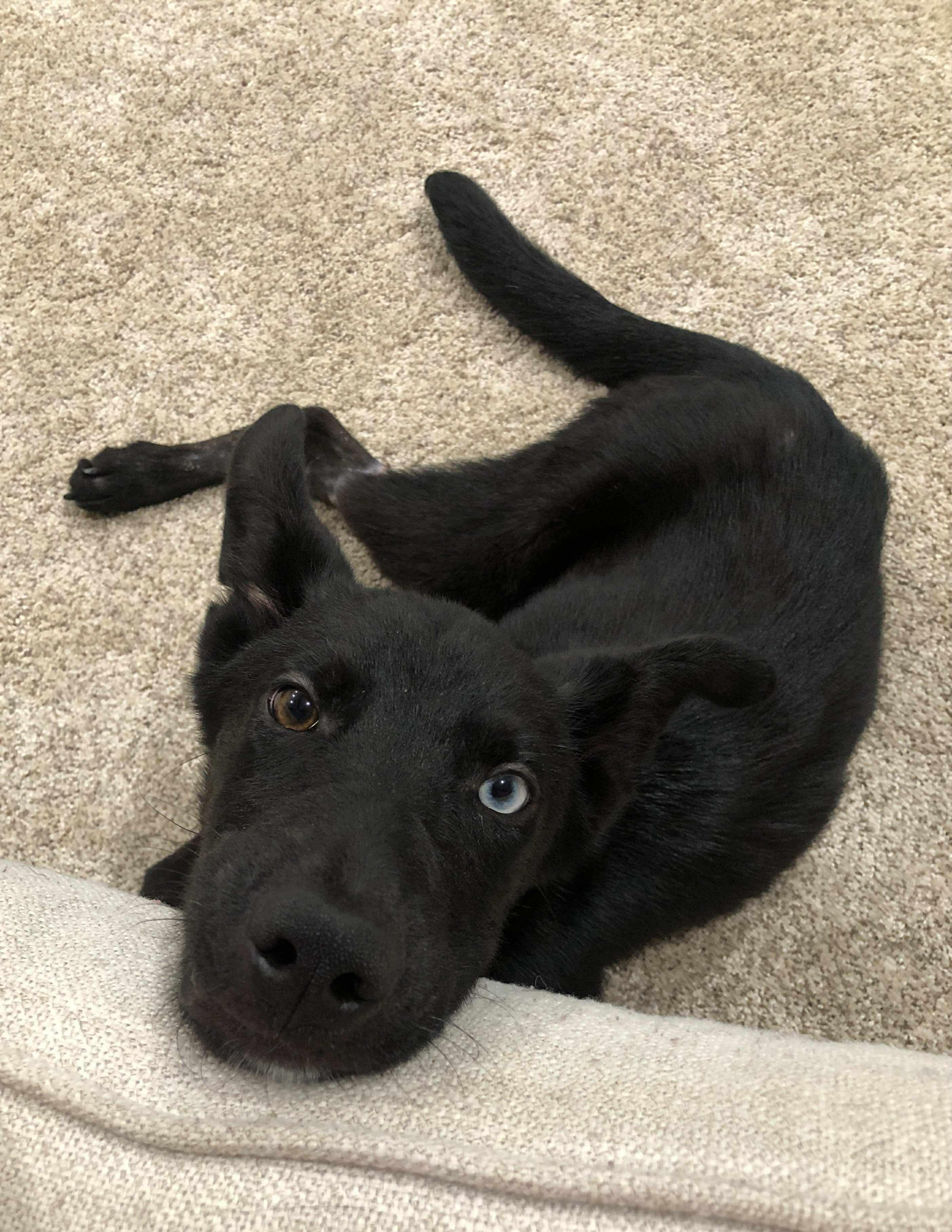 Enlarge Champion (champ), a Adoptable Mixed Breed in Eatontown, NJ image 2/6