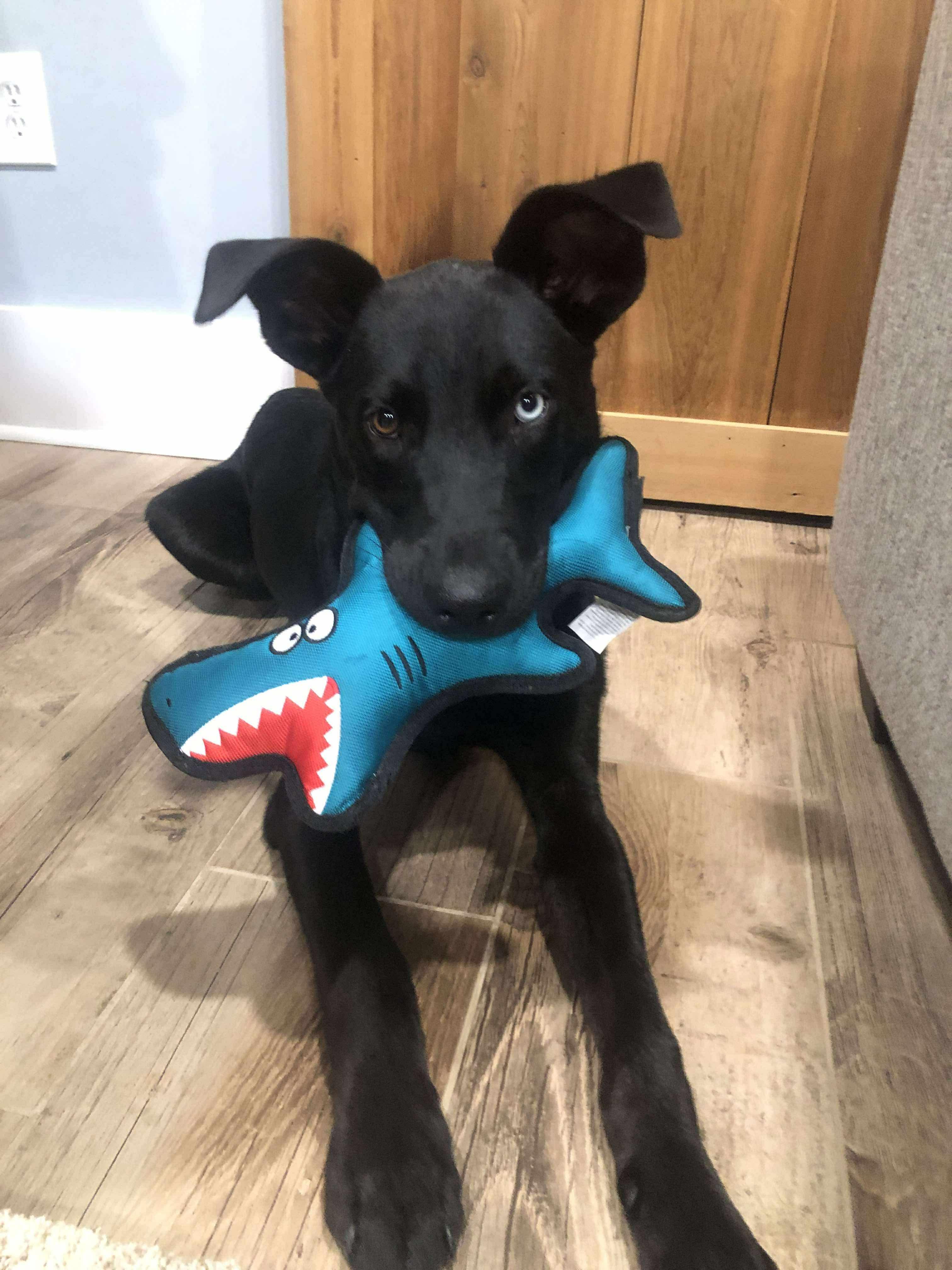 Enlarge Champion (champ), a Adoptable Mixed Breed in Eatontown, NJ image 3/6