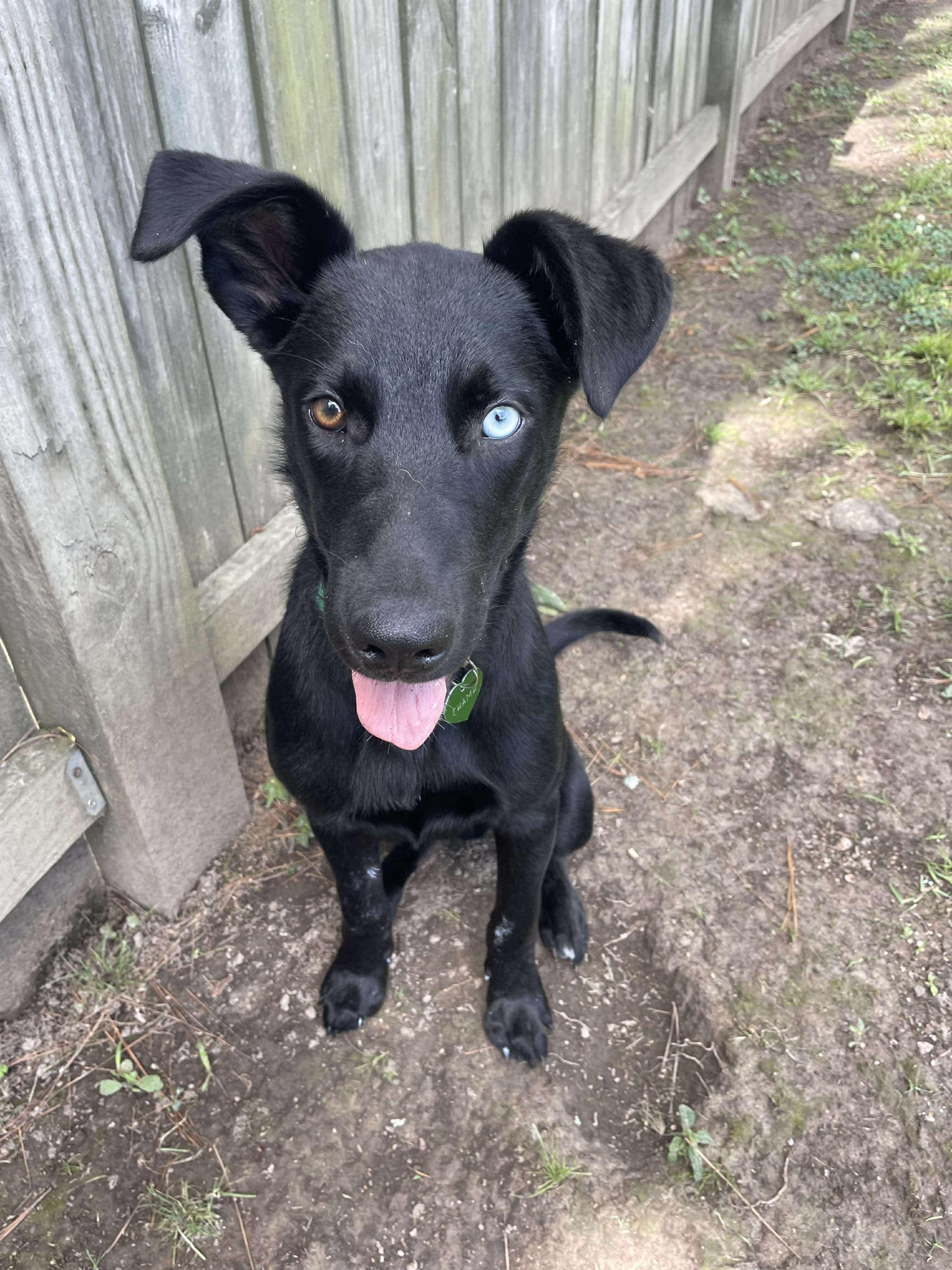 Enlarge Champion (champ), a Adoptable Mixed Breed in Eatontown, NJ image 4/6