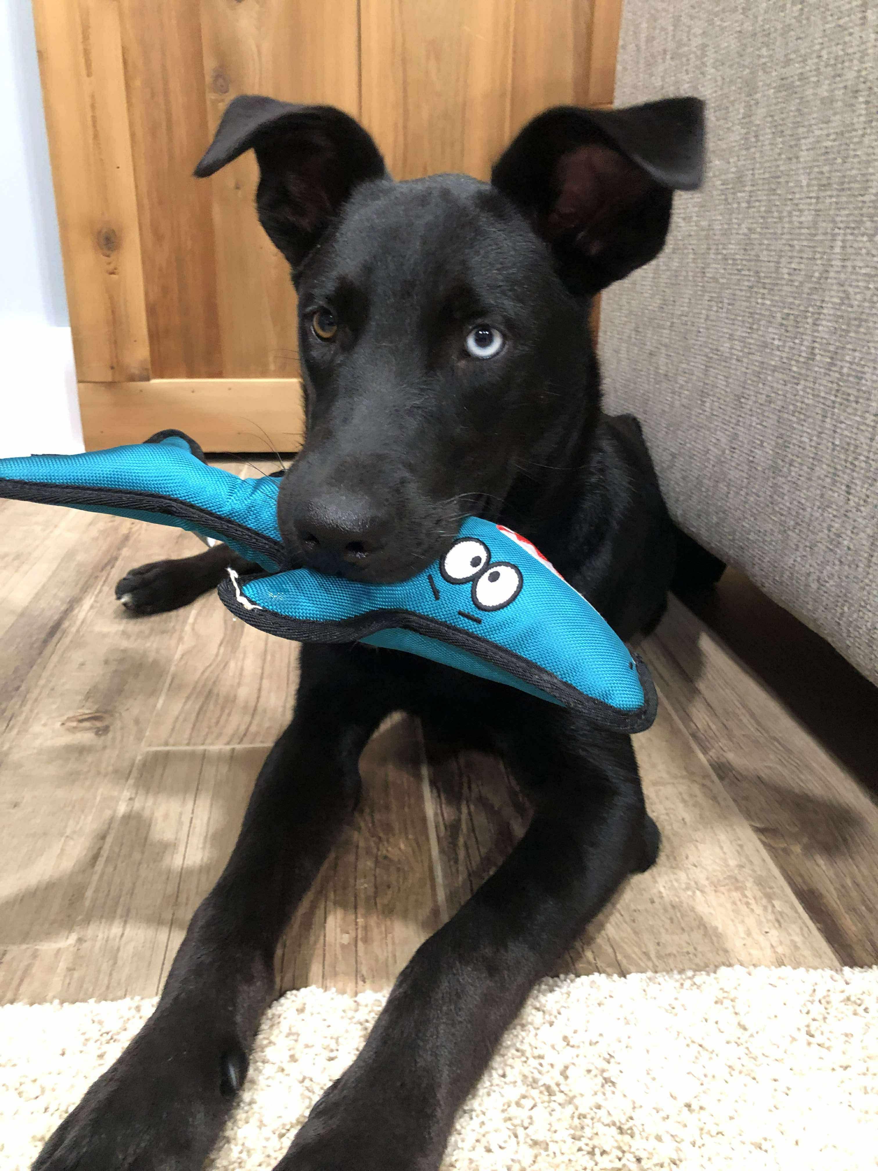 Enlarge Champion (champ), a Adoptable Mixed Breed in Eatontown, NJ image 5/6