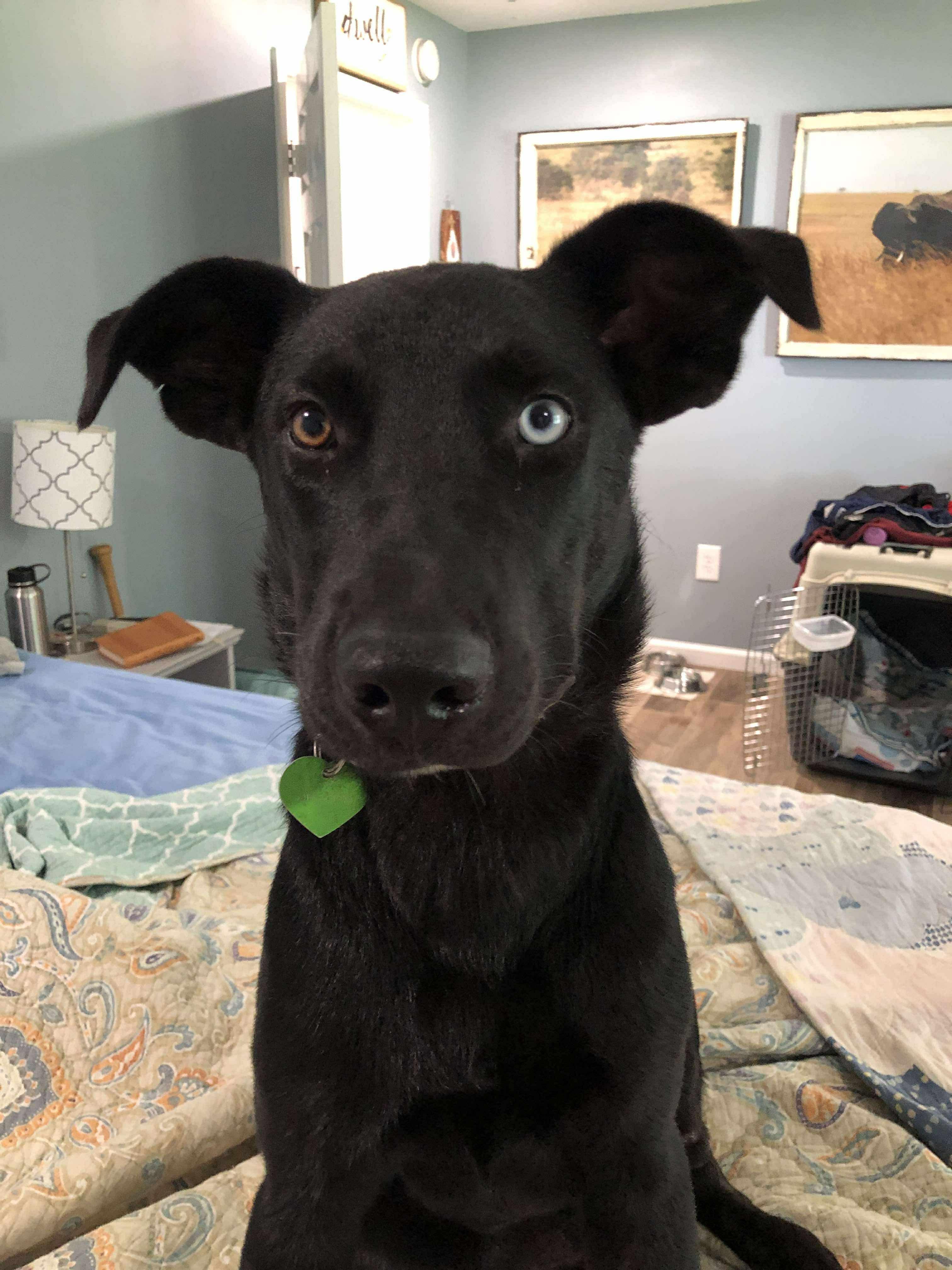 Enlarge Champion (champ), a Adoptable Mixed Breed in Eatontown, NJ image 6/6