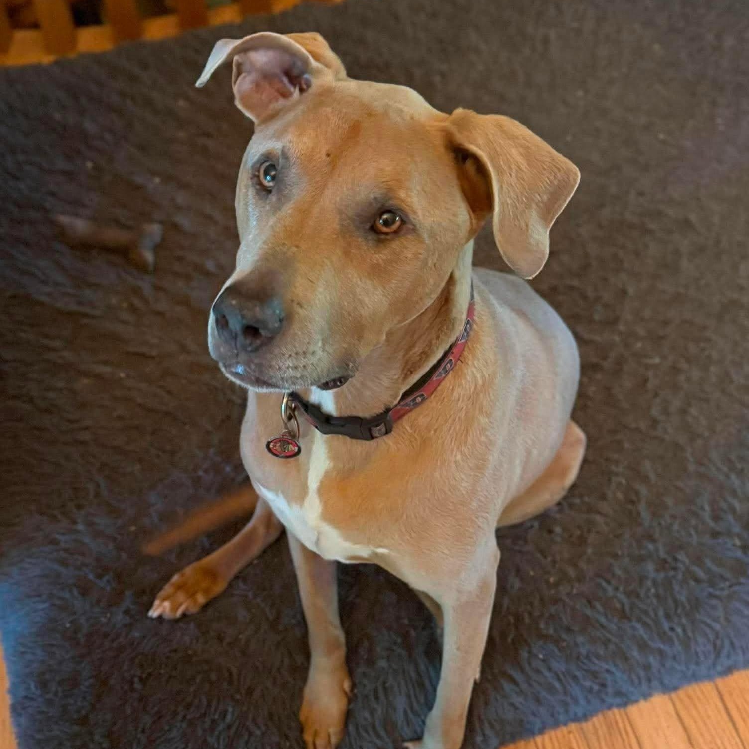 Dunkin', ADOPTABLE, Adult Male Labrador Retriever & Terrier.