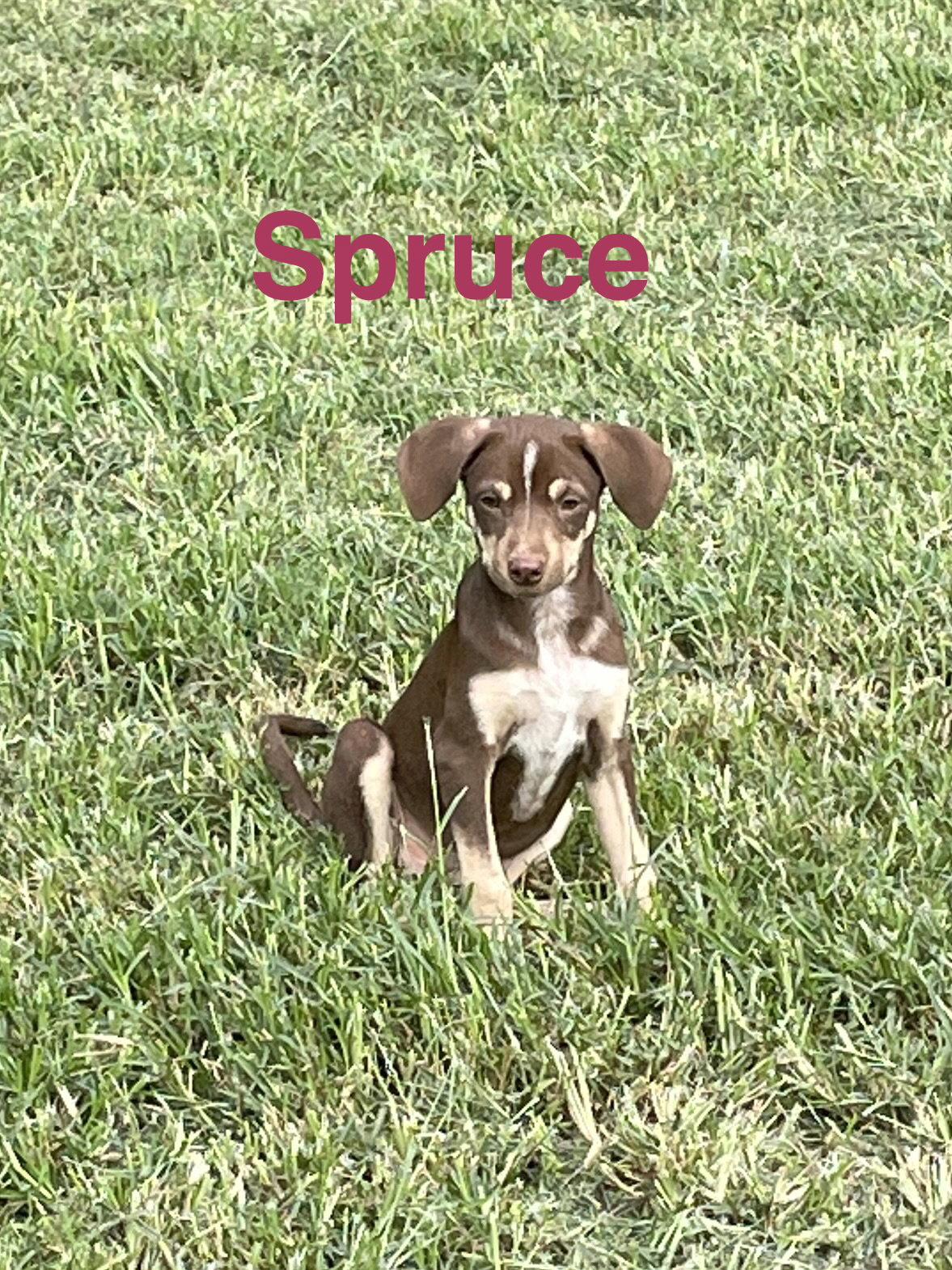 Enlarge Spruce, a Adoptable mixed breed in Topeka, KS image 1/1