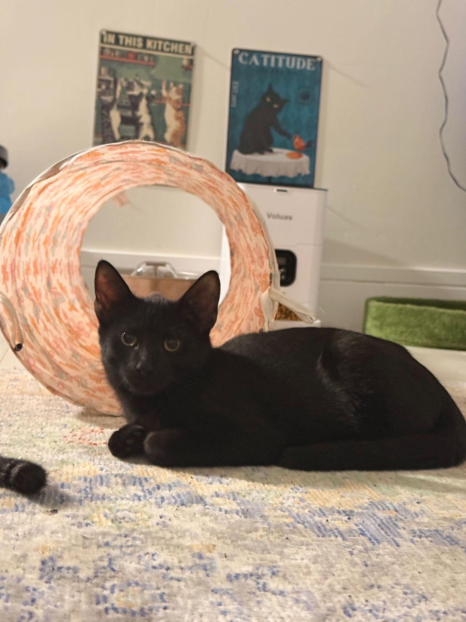 Agamemnon, Adoptable, Kitten Male American Shorthair.