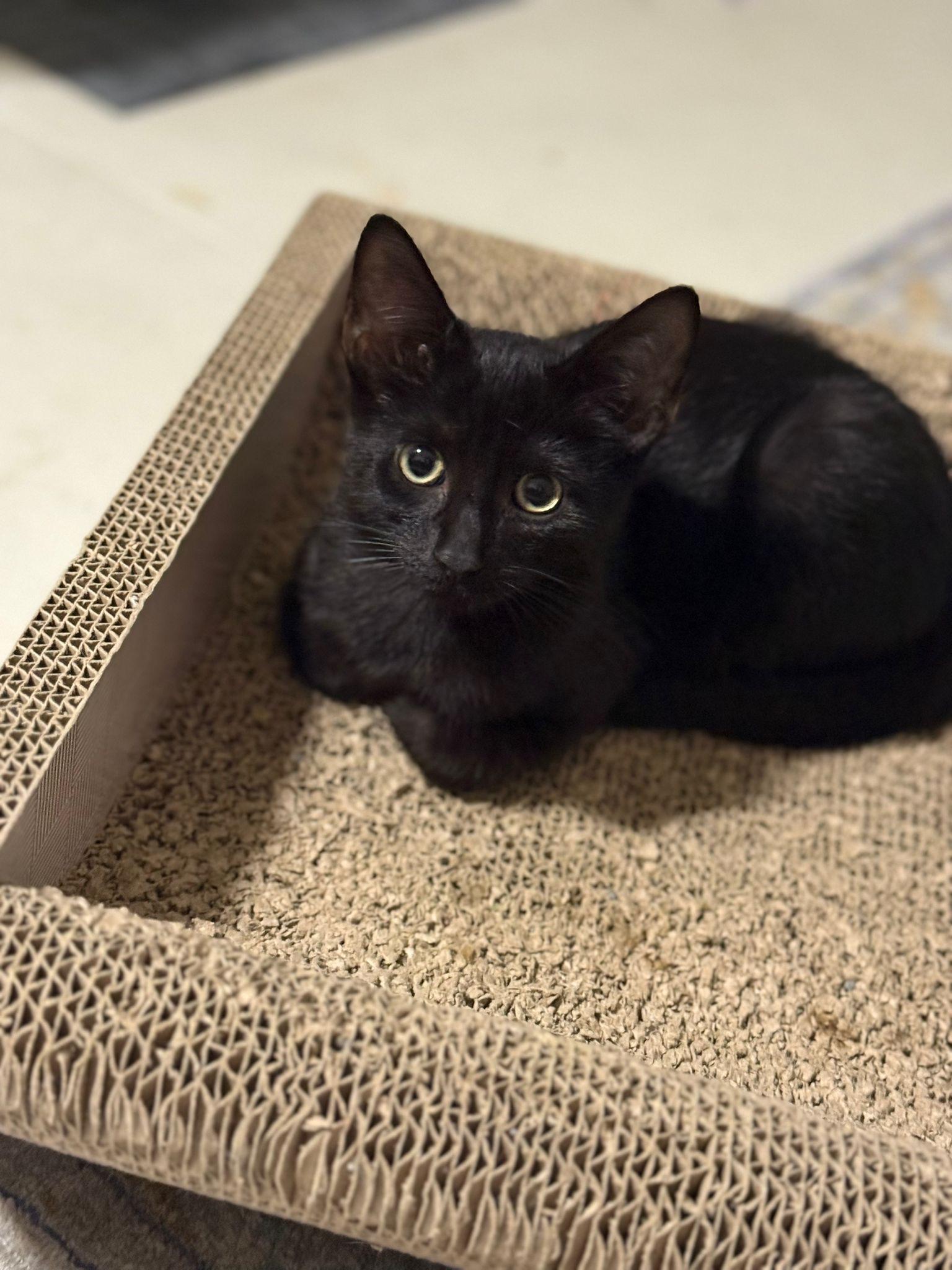 Agamemnon, a Adoptable American Shorthair in Miami, FL image 2/4